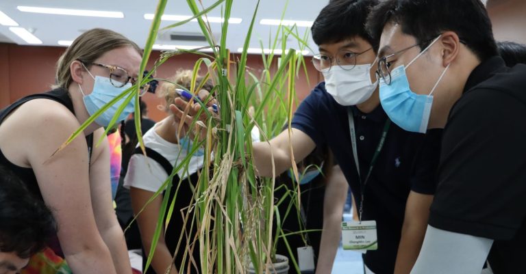 Cultivating The Next Generation Of Rice Scientists IRRIs RR2P