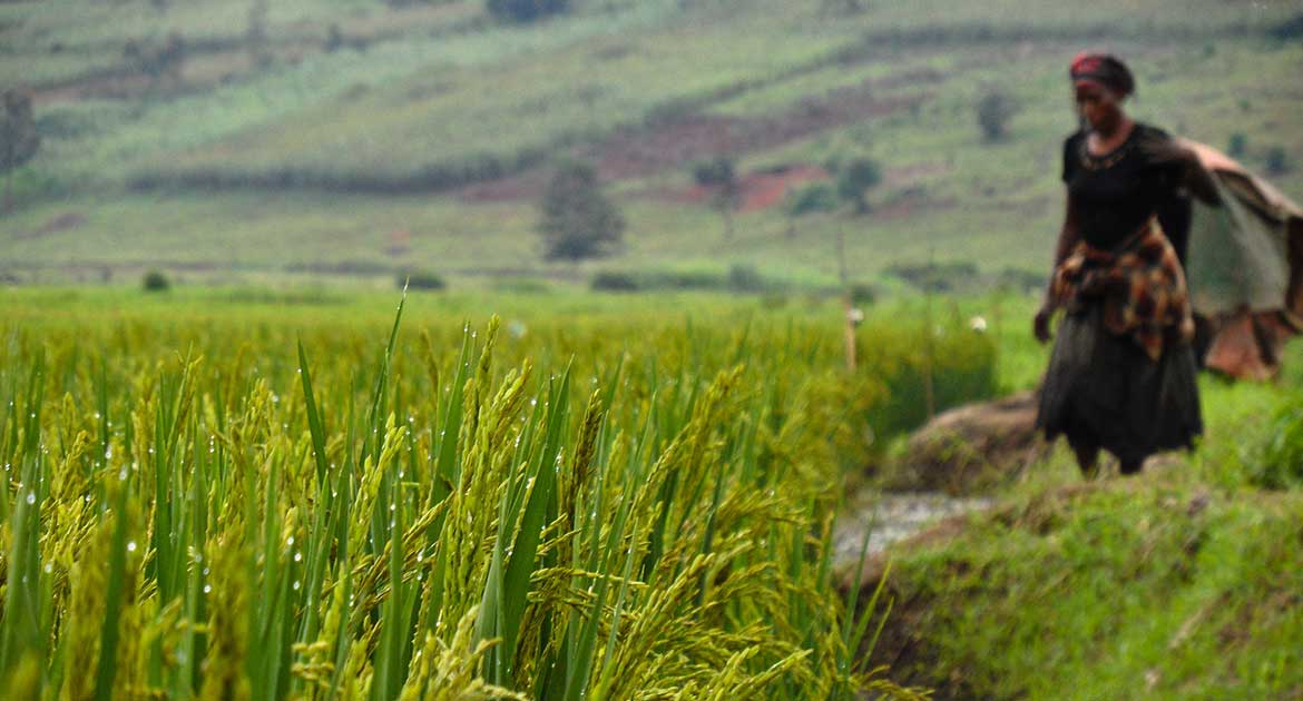 sustainable rice production image