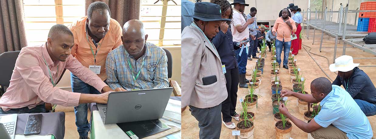 Rice Characterization and Digital Data Collection Training Held at Tanzania - Pic 2