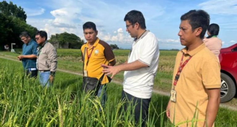 Advancing Global Rice Research through On-the-Job Training Program at ...