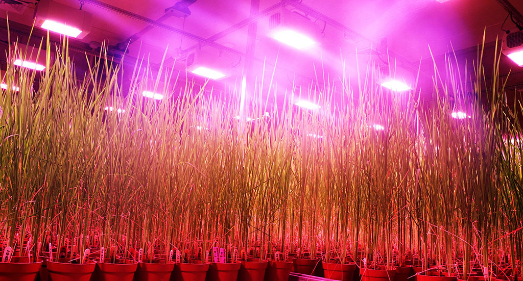 speed_breeding